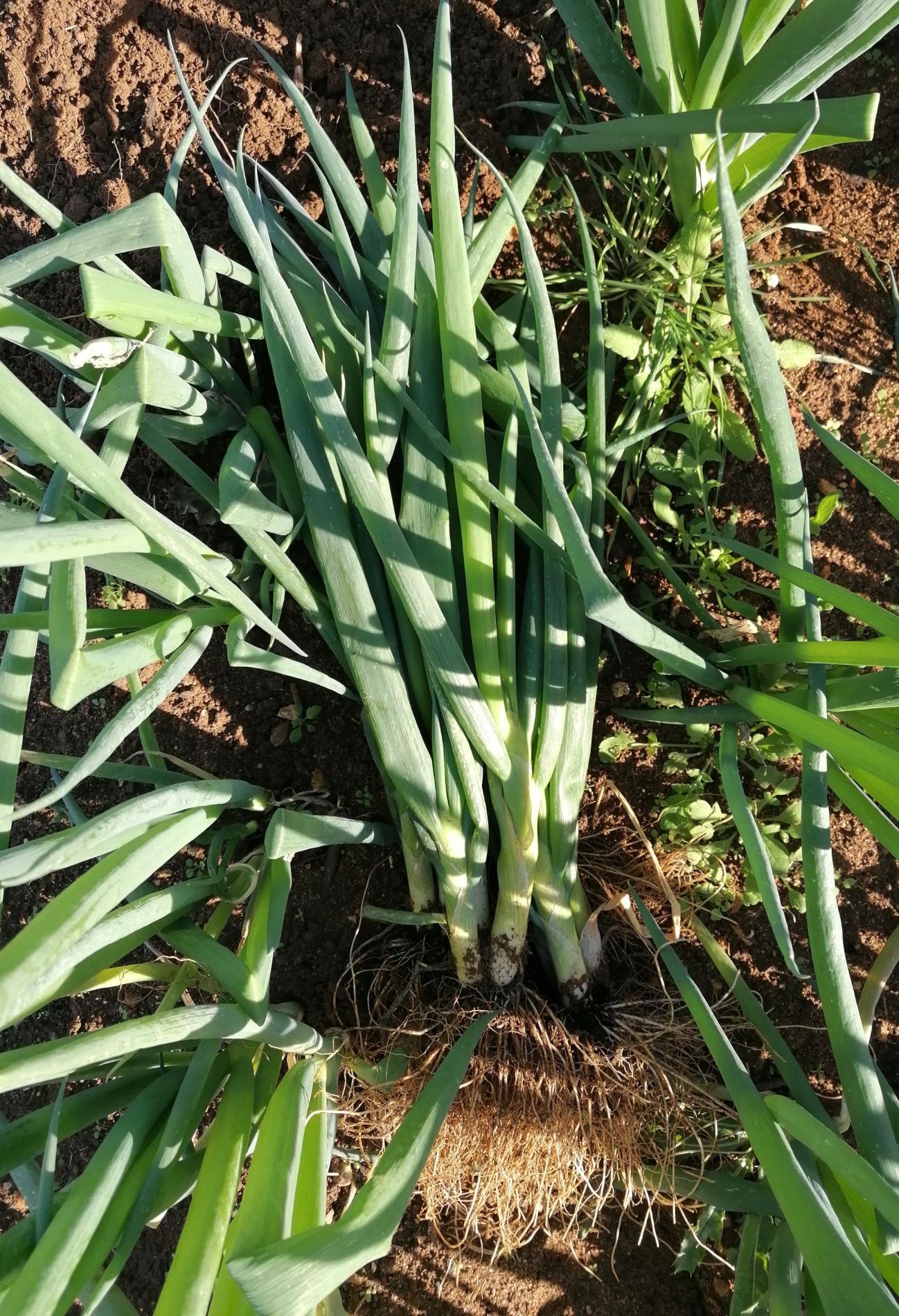 Pr&eacute;sentation de l'Oignon Ishikura
