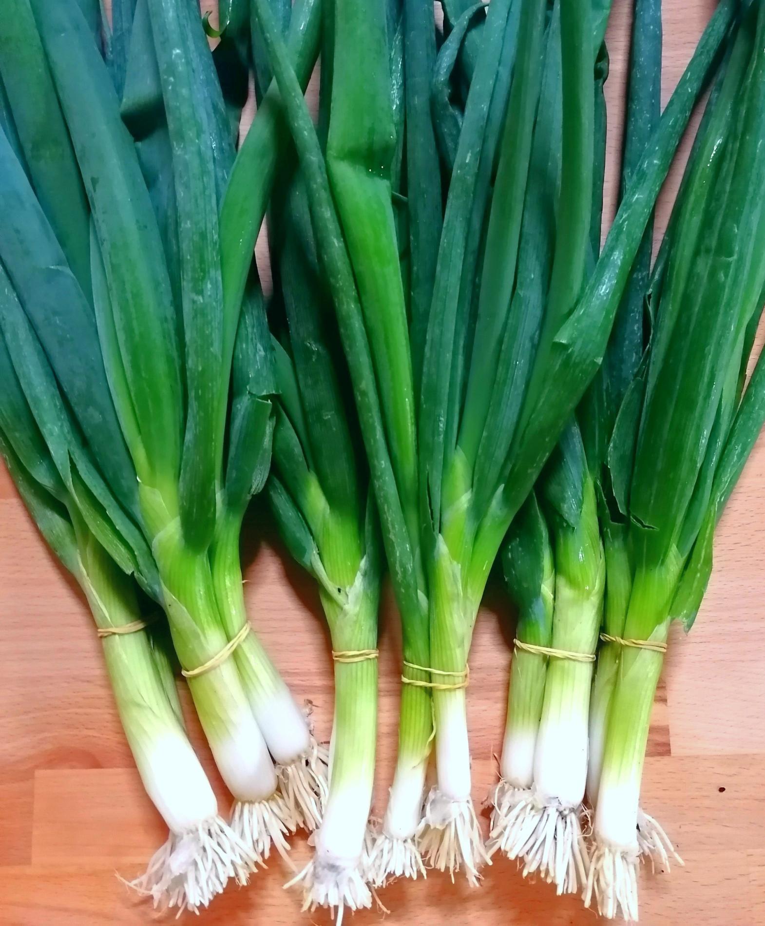 Pr&eacute;sentation de l'Oignon Ishikura