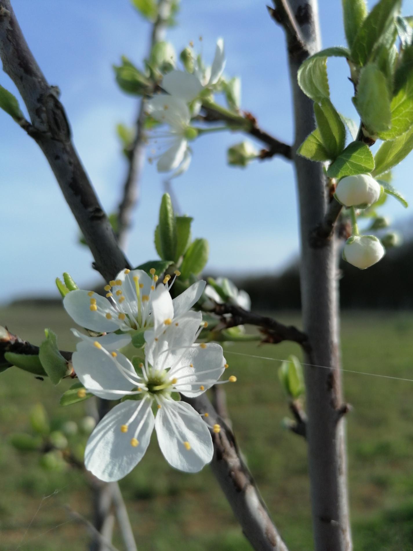 C'est le printemps !