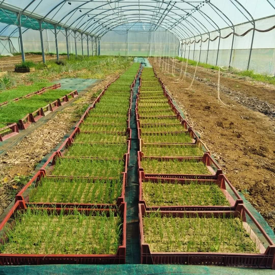 Les premi&egrave;res plantations de l'ann&eacute;e