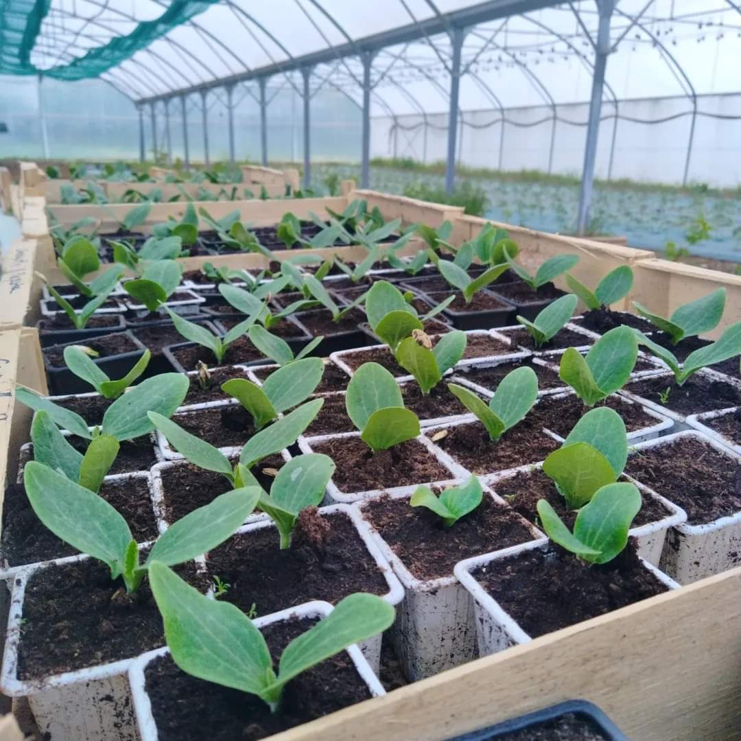 Les plantations se poursuivent &agrave; la ferme