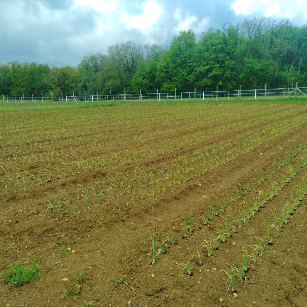 Les plantations se poursuivent &agrave; la ferme