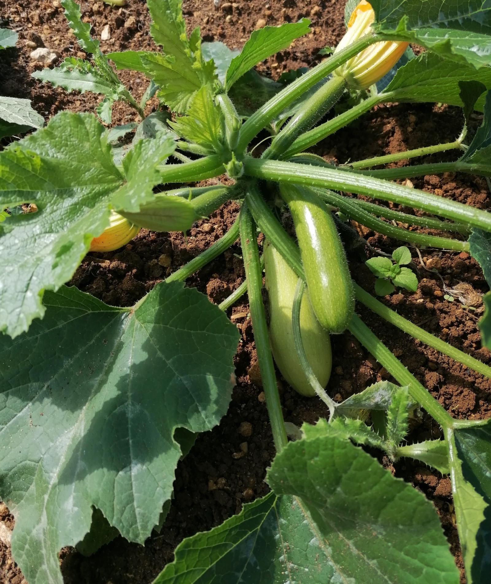 Des nouvelles de nos plantations