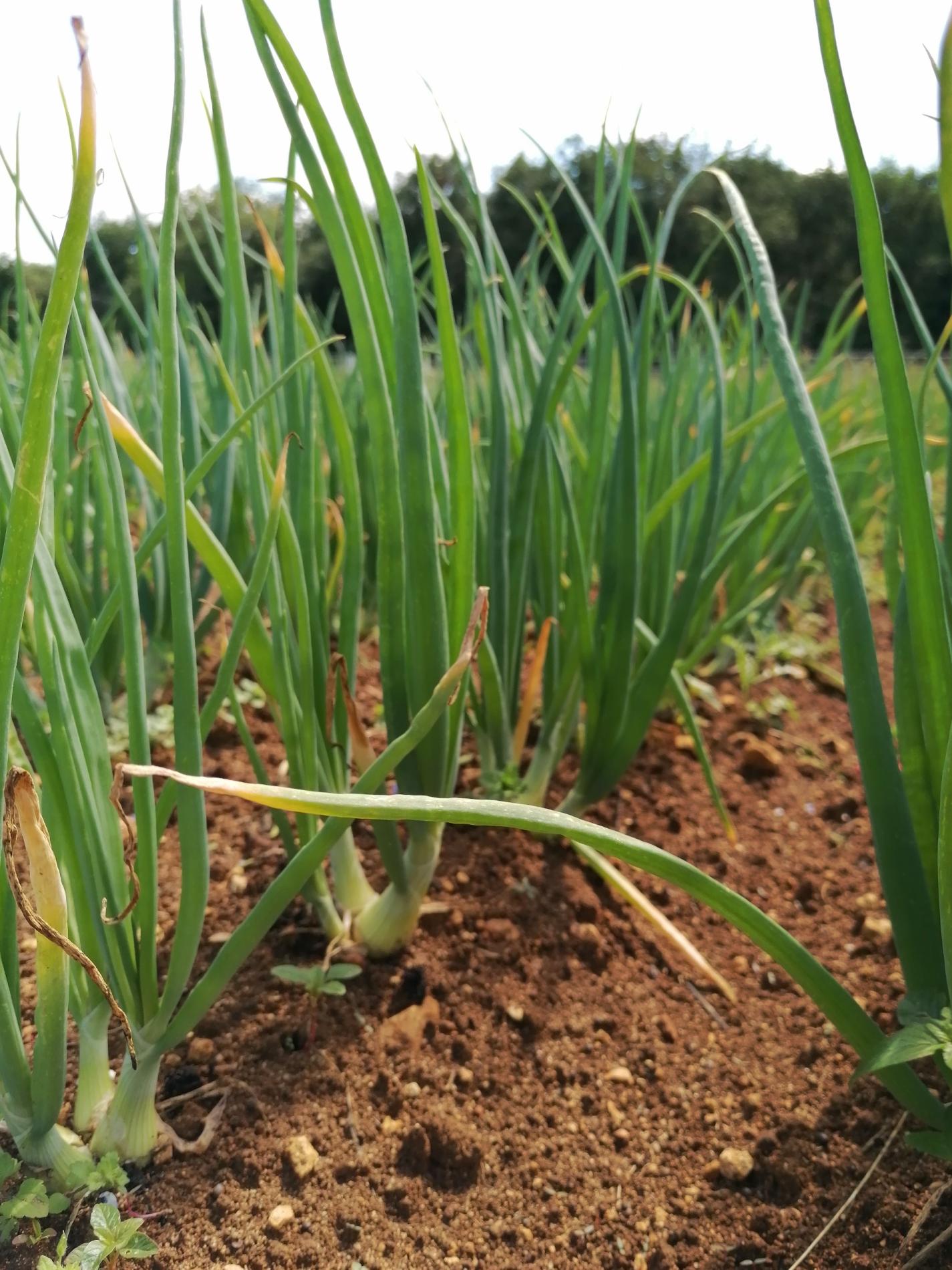 Des nouvelles de nos plantations