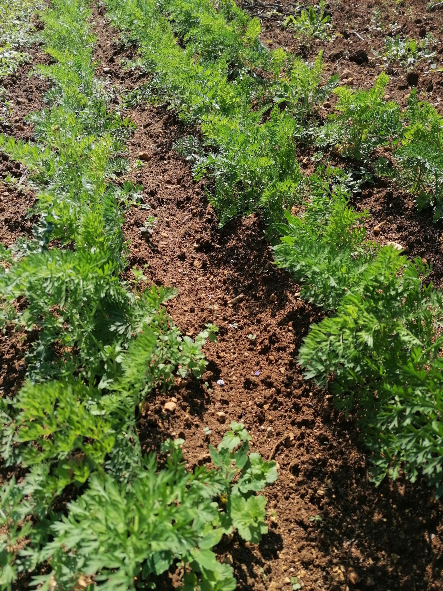 Des nouvelles de nos plantations