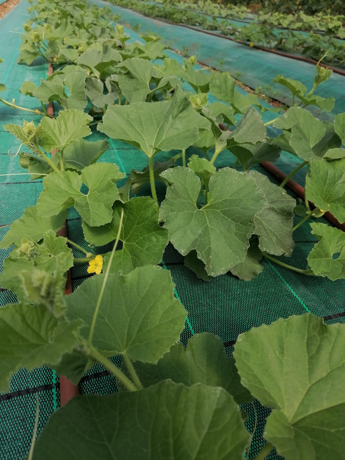 Des nouvelles de nos plantations