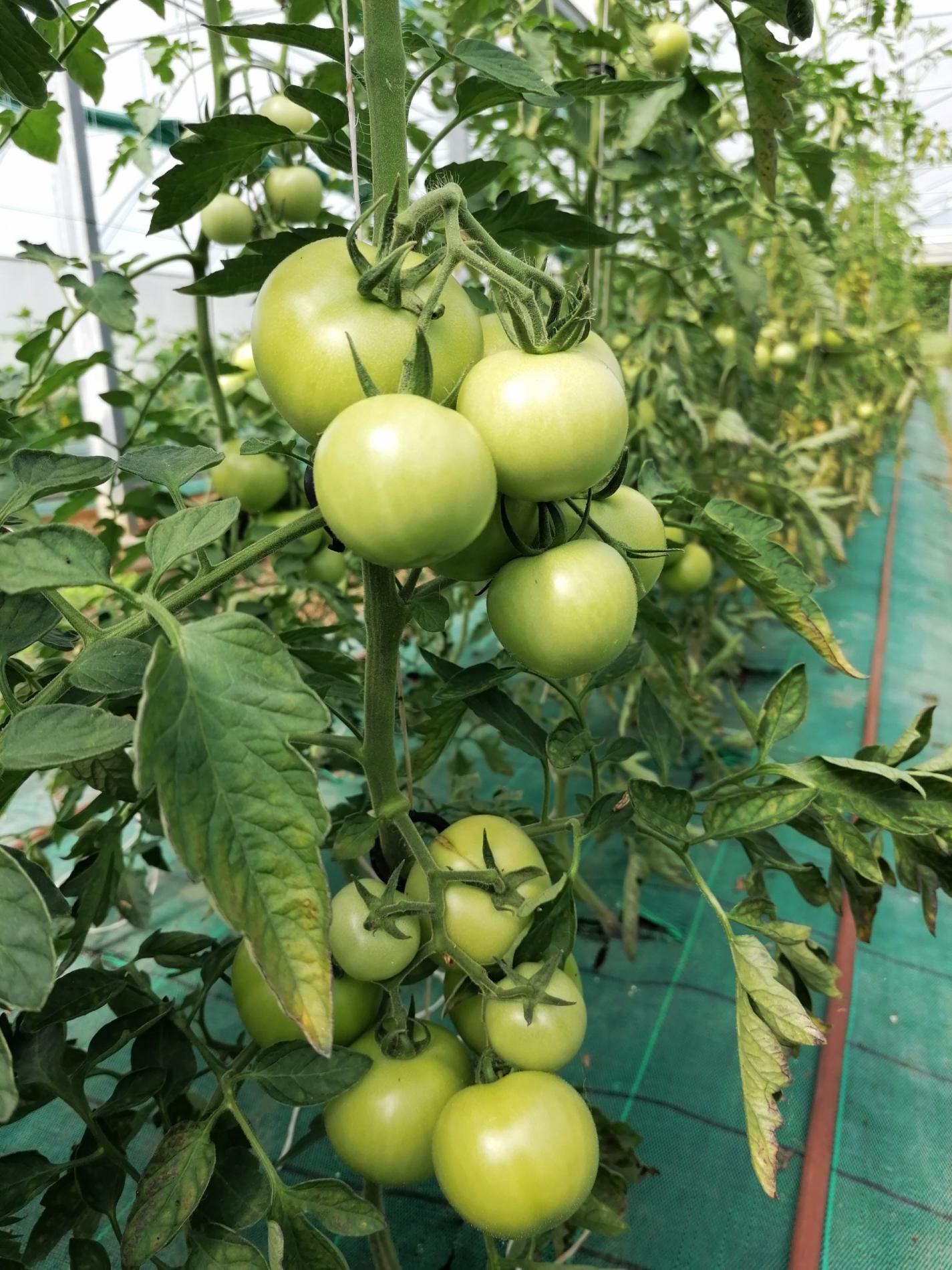 Des nouvelles de nos plantations