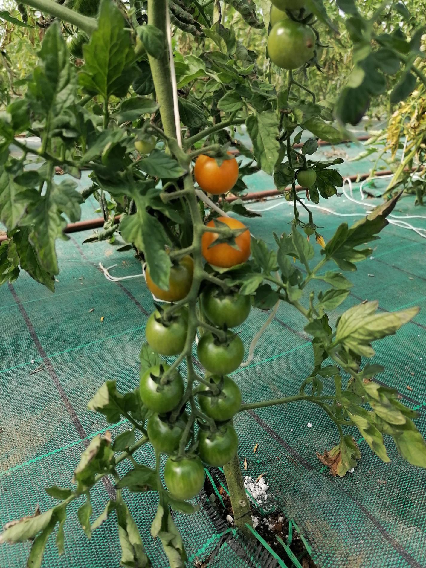 Des nouvelles de nos plantations