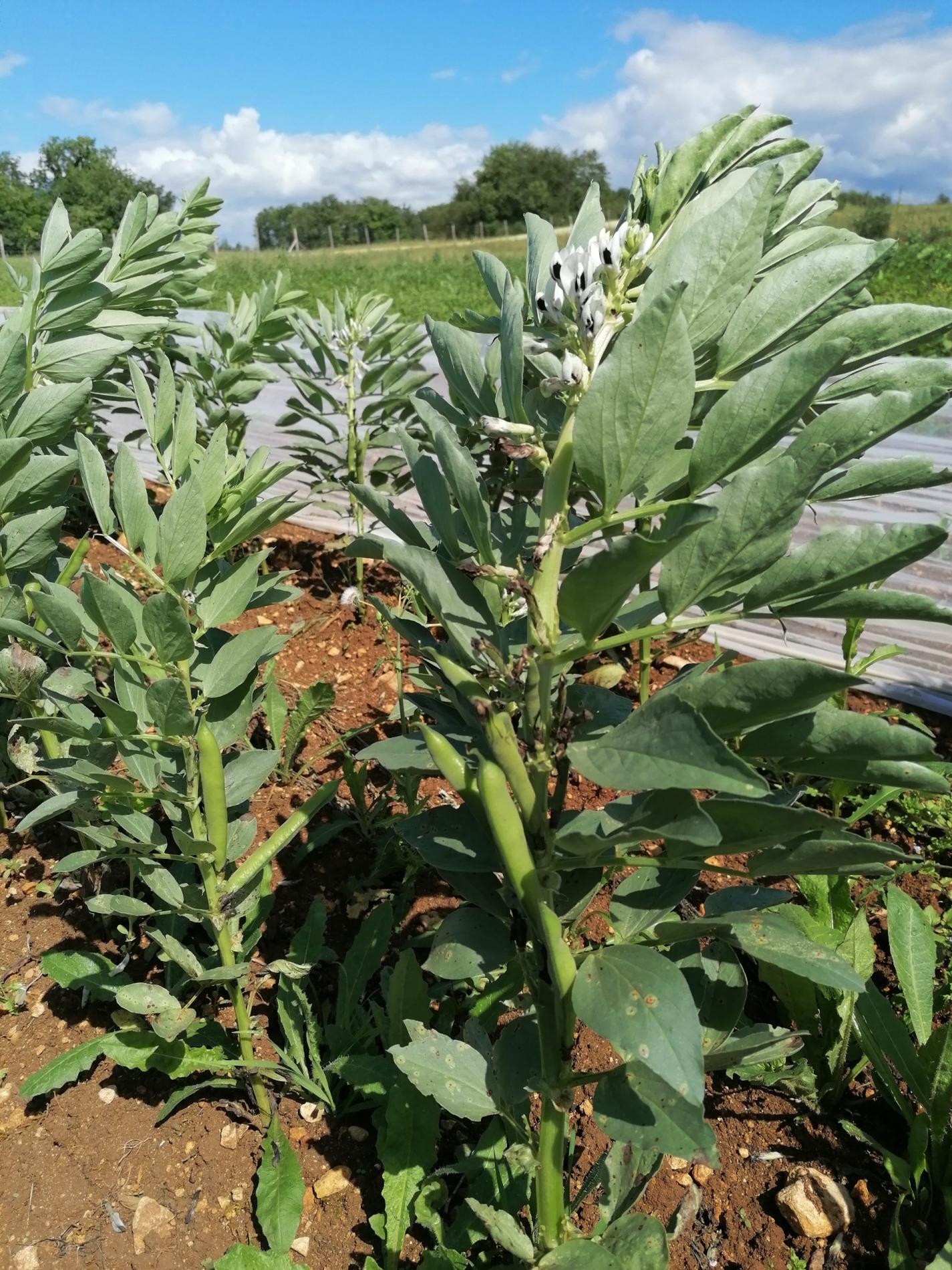 Arriv&eacute;e des F&egrave;ves