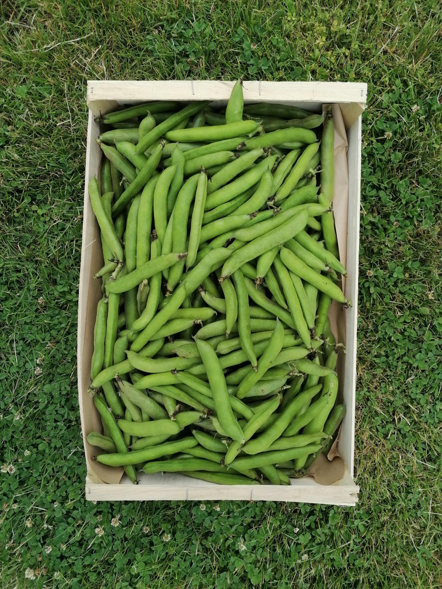 Arriv&eacute;e des F&egrave;ves