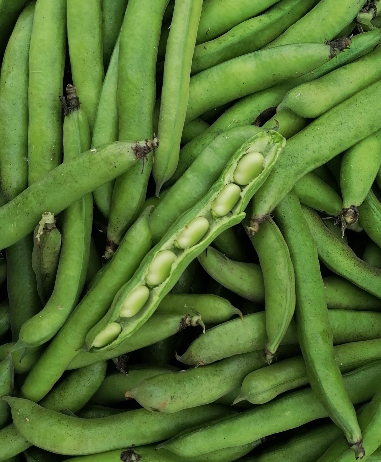 Arriv&eacute;e des F&egrave;ves