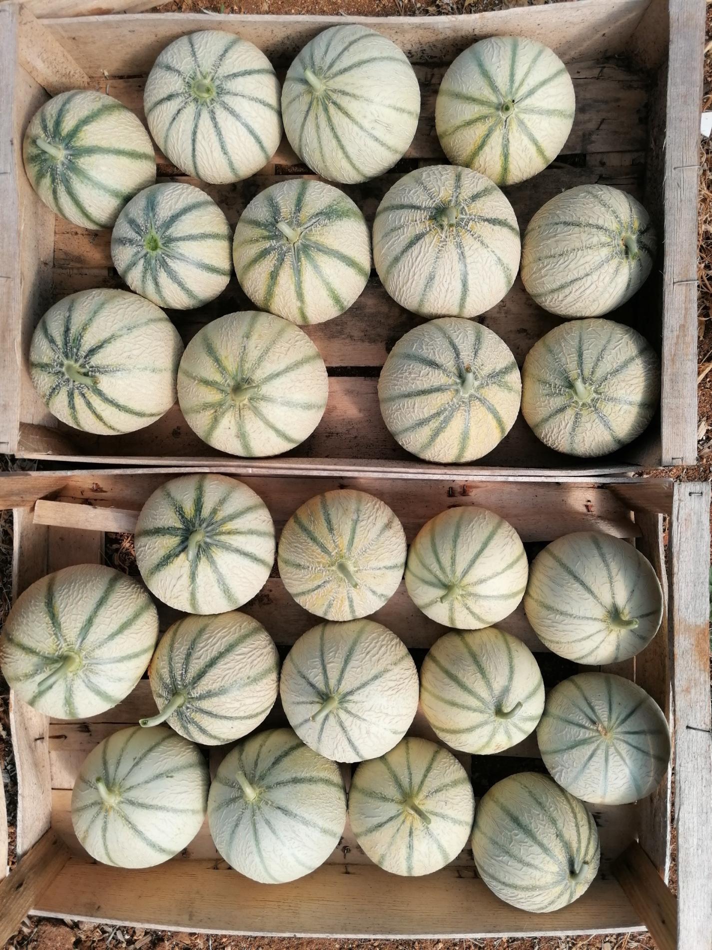 Les melons sont l&agrave; !