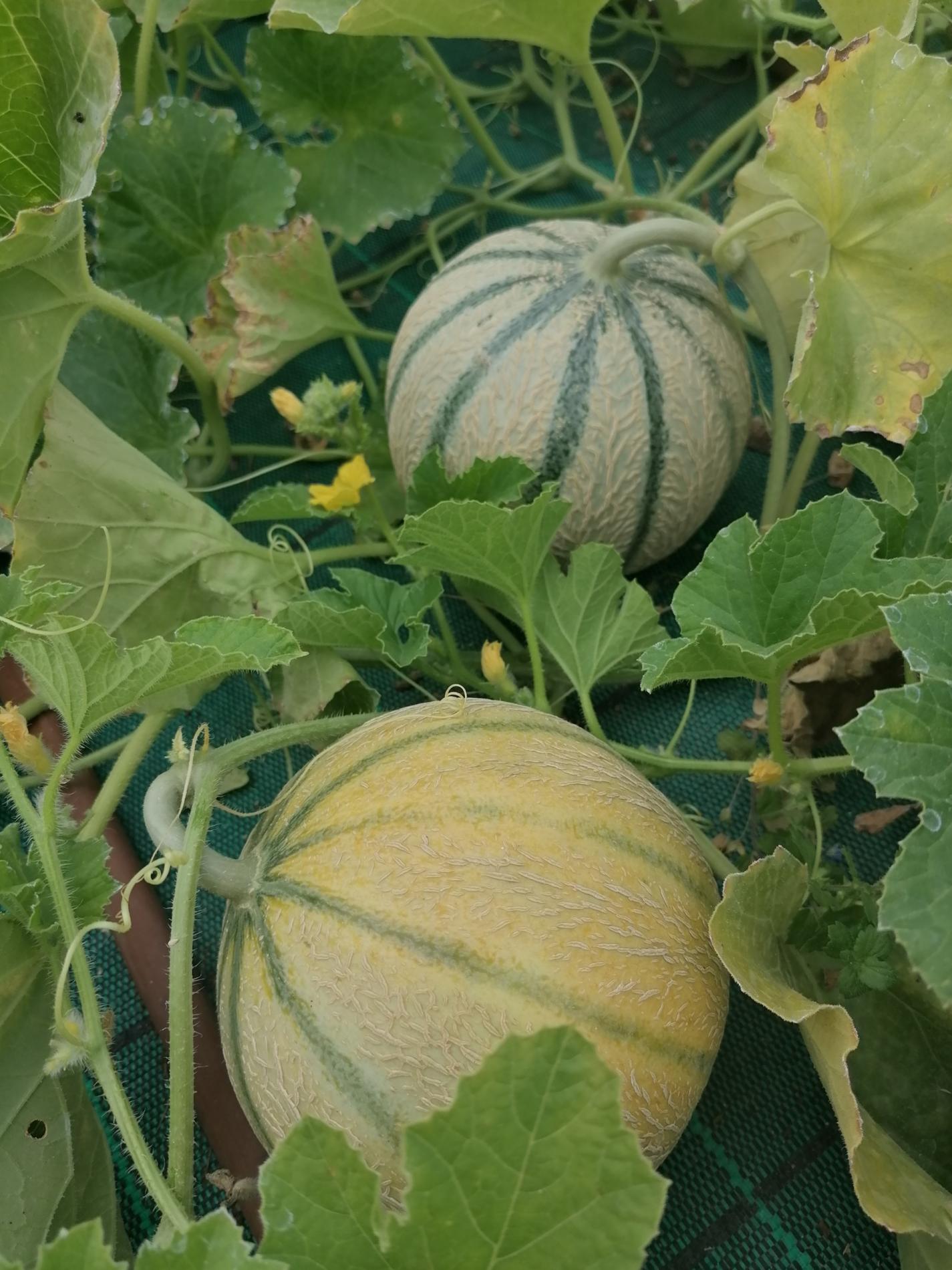 Les melons sont l&agrave; !