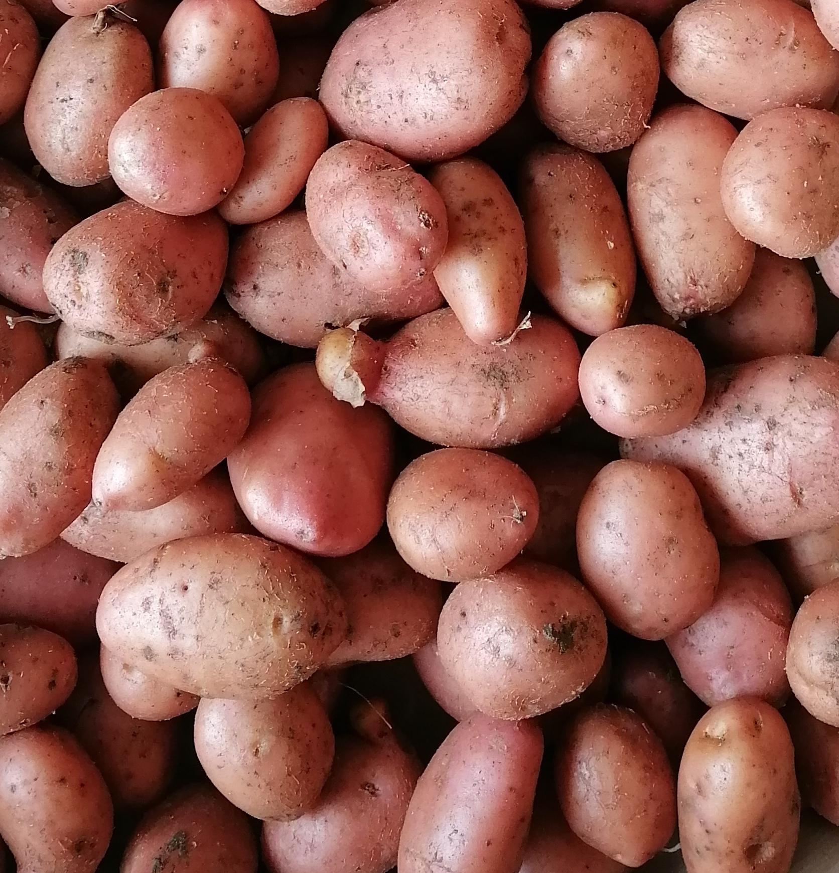 Pomme de Terre Désirée