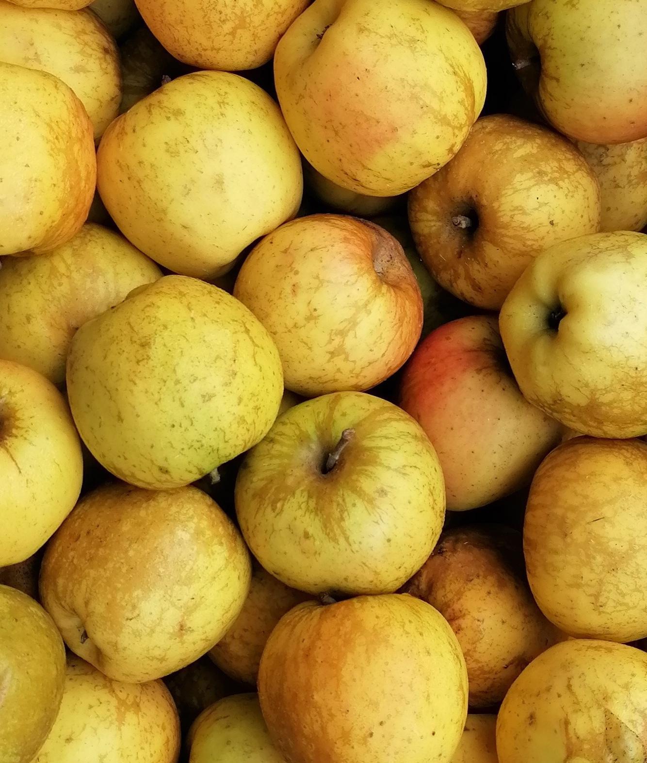 Pomme Délisdor 📍​