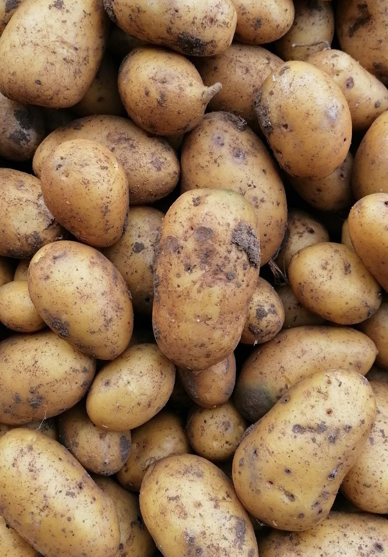 Pomme de Terre Bernadette