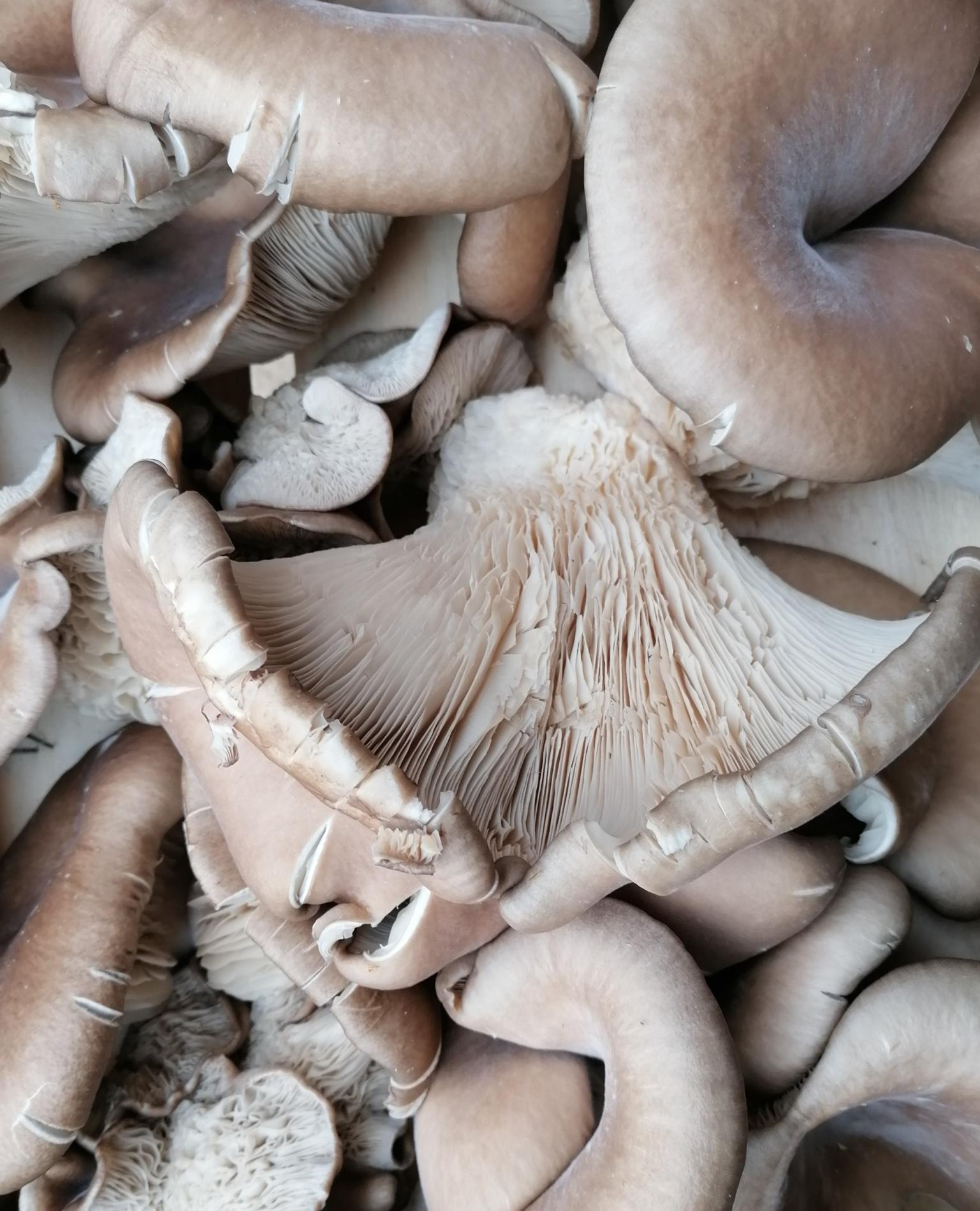 Champignon Pleurote